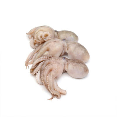 Baby Octopus - Product 1
