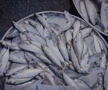 fresh mackerel fish for sale in seafood market